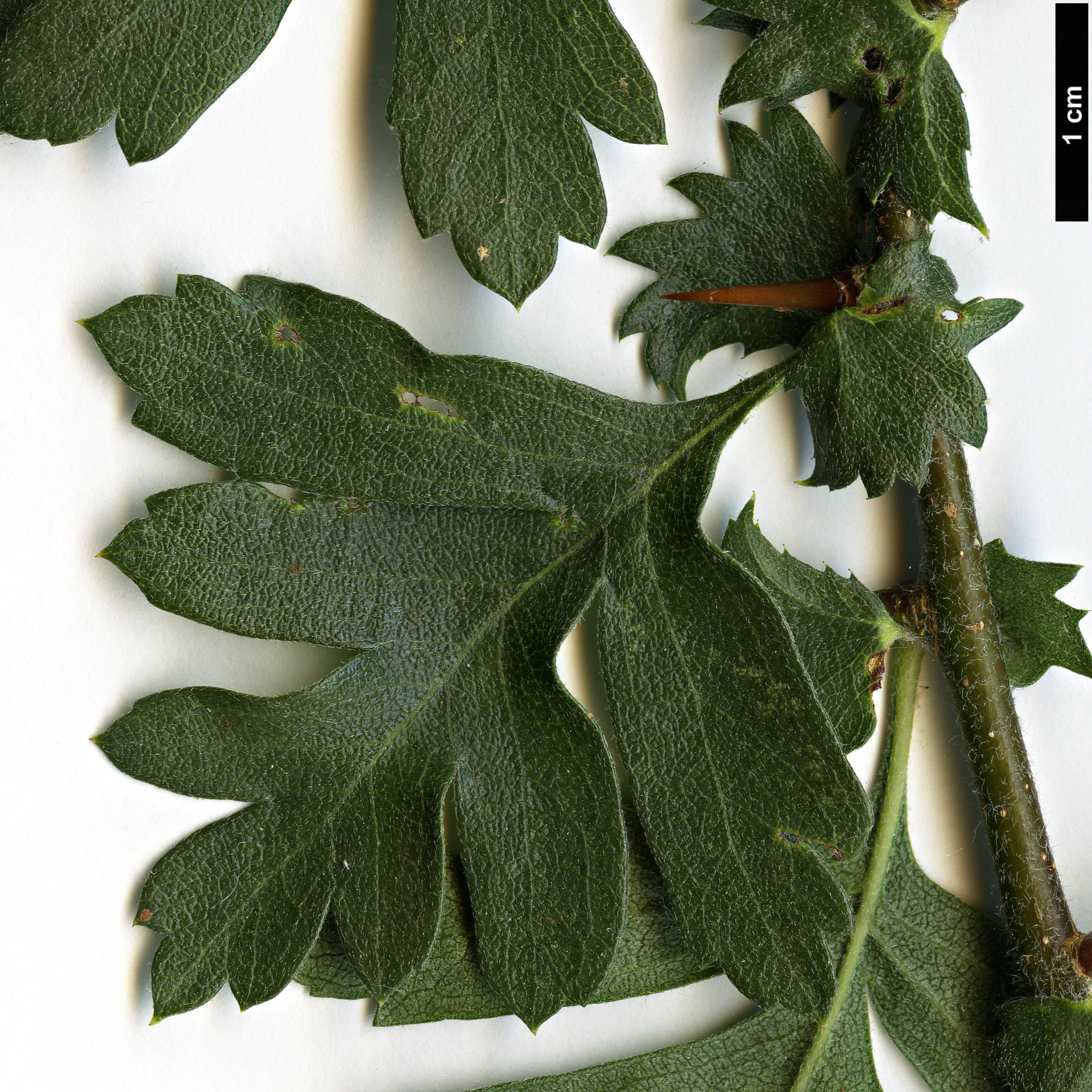 High resolution image: Family: Rosaceae - Genus: Crataegus - Taxon: azarolus - SpeciesSub: var. pontica High resolution image: Family: Rosaceae - Genus: Crataegus - Taxon: azarolus - SpeciesSub: var. pontica